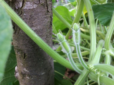 Zucchini Lunghe Blüte weiblich.JPG