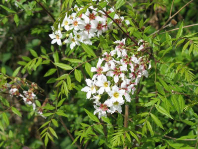 IMG_1399x.jpg_Xanthoceras_sorbifolia.jpg