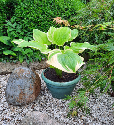 Hosta.jpg