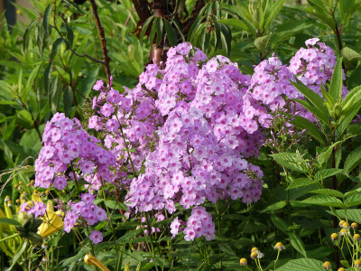 2021-07-13 Phlox 'Henki' 2.jpg