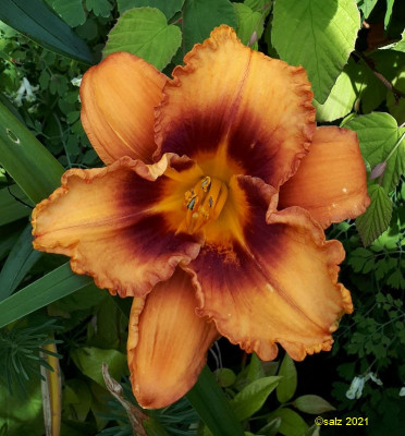 LL tet braunorange rot auge 2021.jpg