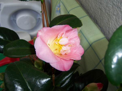 100_2737.JPG