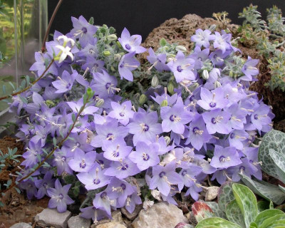 Campanula fragilis ssp. cavolinii 14.07.21.JPG