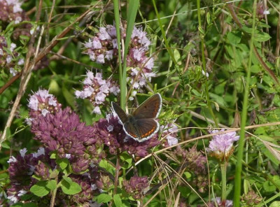 Aricia eumedon 210713k.jpg