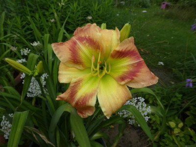 Hem 'Juris Triangel Rose' 210714.JPG