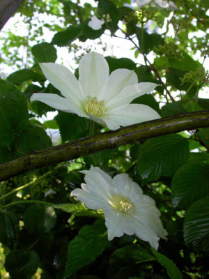 Clematis_Alabast.jpg