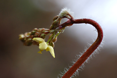 Epimedium-Black-Sea.jpg