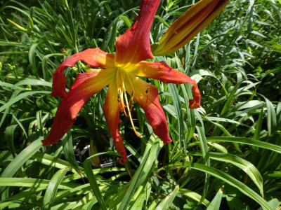 Hemerocallis 'I Luv Lucy' 210707.JPG