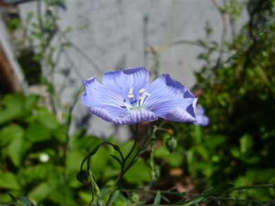 Lein.56.JPG