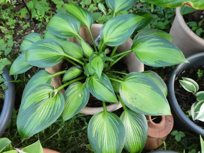 Hosta 'June Spirit' 210714.JPG