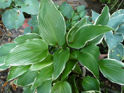 Hosta 'Valley's Sushi'.JPG