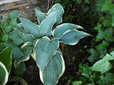 Hosta 'Valley's Papparrazi'.JPG