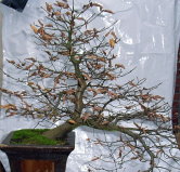 buche_Yamadori.JPG