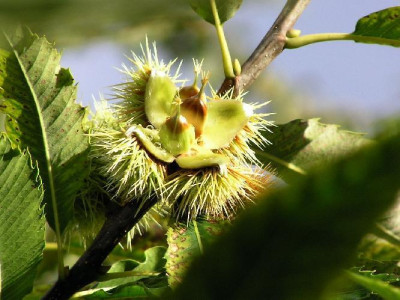 Maronisaemling_taubefrucht.jpg