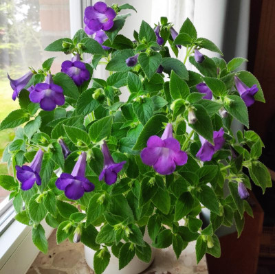 Achimenes mexicana20210714.jpg