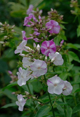 DSC_2343_DxO.jpg