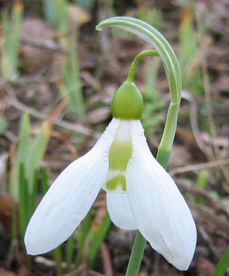 Galanthus_2080124.jpg