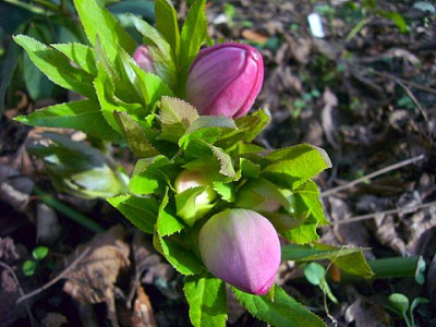 riesige_knospen__2.jpg