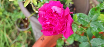 IMG_20210714_102514.jpg