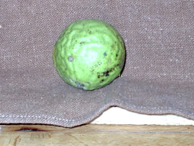 Frucht.JPG