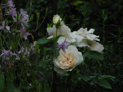 Antique Silk 2021-06-14.JPG