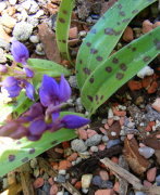 Orchis-mascula1.JPG