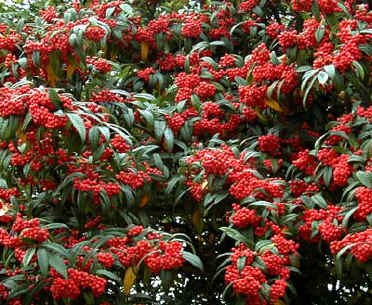 Cotoneaster1.jpg