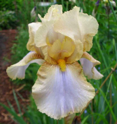 r_iris_cf_holiday_eigentl_fruhlingskleid.jpg