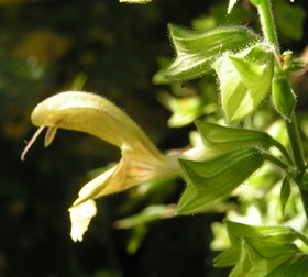 Salvia_glutinosa3.JPG
