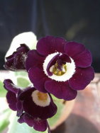 Auricula__-Aurikel-___Dales-red__.JPG