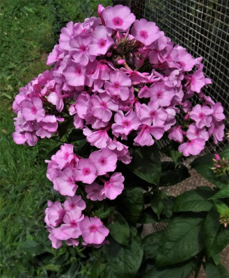 333.Sä._Ga 2_RIMG0266.JPG