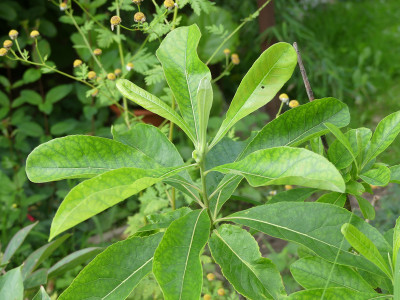 2021-07-15 Franklinia alatamaha 1.jpg