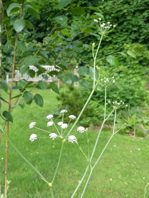 2021-07-15 Doldenblüter Kap Kaliakra 1.jpg