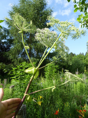 2021-07-15 Angelica dahurica 1.jpg