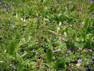 waldboden_2007-04.jpg