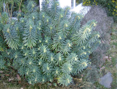 Euphorbia-characias-250108.jpg