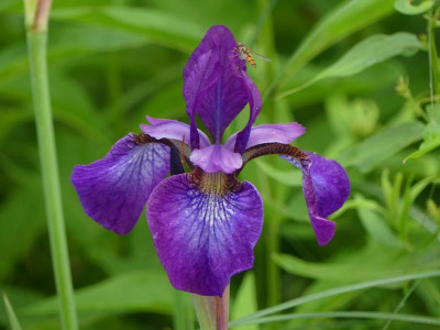 Iris im Juli.JPG
