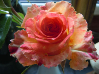 DSCN0935.JPG