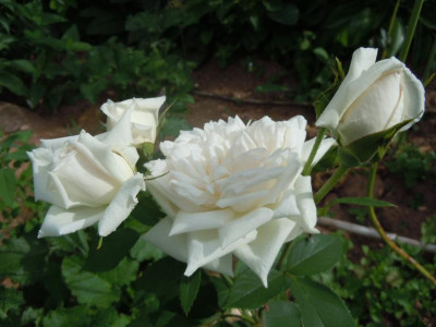 DSCN0943.JPG