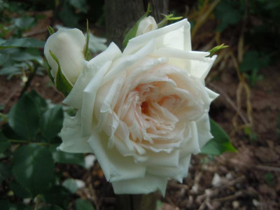 DSCN0942.JPG