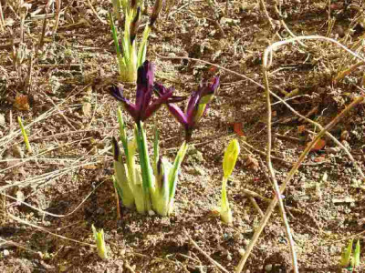 Iris-Ue.jpg