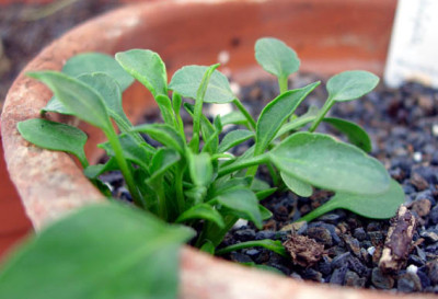 Viola_cheirantifolia.jpg