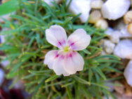 Dianthus.alba-minima_-Nelke-.JPG