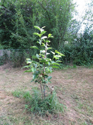 Diospyros 7-21 001.JPG