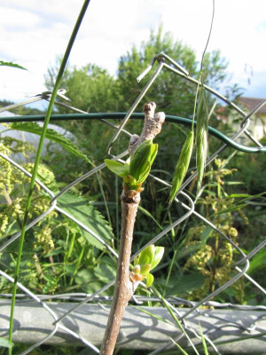 Diospyros 7-21 004.JPG