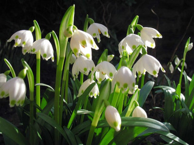 P_IMG_7293_Leucojum.jpg