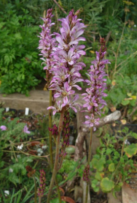 Frankoa appendiculata21.jpg
