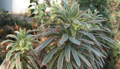 Euphorbia_characias_Silver_Swan_20080125_01.JPG