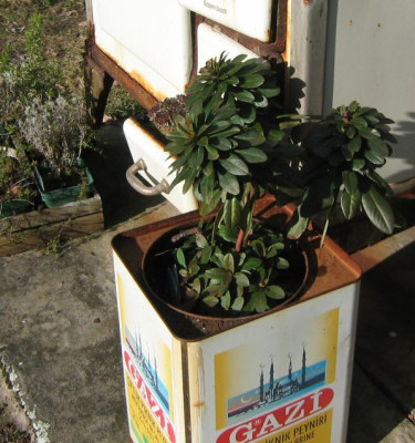 Euphorbia_robbiae_20080125_01.JPG
