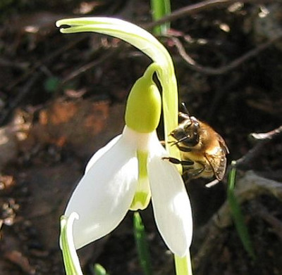 Galanthus_elwesii_20080125_04.jpg